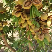 فروش نهال انواع بادام و گردو پربار|خدمات باغبانی و درختکاری|بیرجند, |دیوار