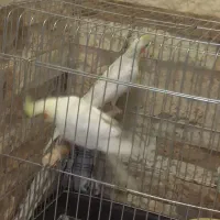 دو عروس هلندی ماده لوتینو|پرنده|تهران, آهنگ|دیوار