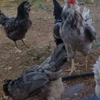 تخم نطفه دار گلین چهل تاج ریش بدون پر غلط