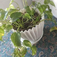 پتوس|ماهی|تربت‌حیدریه, قاسم آباد|دیوار