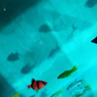 اکواریوم نو نووکامل|ماهی|بهبهان, |دیوار