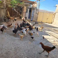مرغ و خروس و غوغاز
