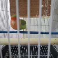 یه جفت طوطی برزیلی کاملا رام و دستی