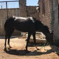 کره نژاد دار|اسب و تجهیزات اسبسواری|کاشمر, |دیوار