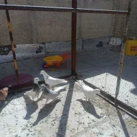 طوقی|پرنده|همدان, |دیوار