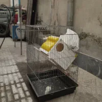 قفس پرنده با تمام لوازم