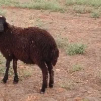 یک راس توقلی ماده جنس گوسفند