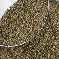 گشنیز بذری|عمده‌فروشی|نهاوند, |دیوار