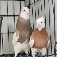 کبوتر طوقی|پرنده|ری, ملک‌آباد|دیوار