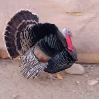 بوقلمون نژاد دار