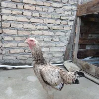 مرغ لاری