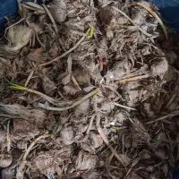 پیاززعفران|خدمات باغبانی و درختکاری|پاکدشت, پاکدشت (مامازند)|دیوار