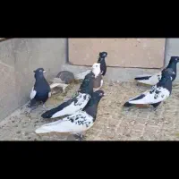 ۱۶ عدد کیوتر رنگی