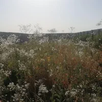 خدمات باغبانی وعلف زنی
