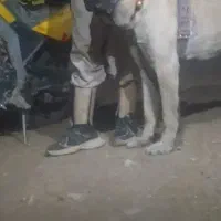 توله سرابی نر ماده نسل دار|سگ|لالجین, |دیوار