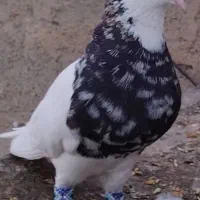 چند تا کبوتر طوقی درجه یک