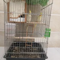 یک جفت عروس هلندی|پرنده|پاکدشت, حصار امیر|دیوار