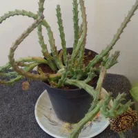 گل ستاره دریایی و گل صخره ای|گل و گیاه طبیعی|آذرشهر, |دیوار