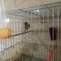 قناری نر قرص بخون
