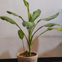 گل حسن یوسف و دیفن باخیا|گل و گیاه طبیعی|مرودشت, ژیان|دیوار