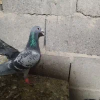 مگس نر|پرنده|زابل, |دیوار