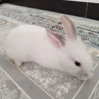 خرگوش سفید|موش و خرگوش|میاندوآب, |دیوار