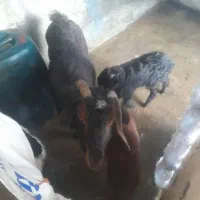 بزماده آبستن