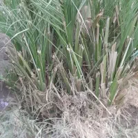 پاجوش مضافتی زاتی