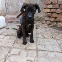 سگ باکسر|سگ|کرمان, |دیوار