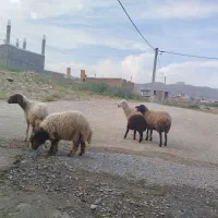 میش و بره ، گوسفند