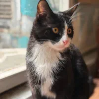 واگذاری رایگان گربه|گربه|اصفهان, ملک‌شهر|دیوار