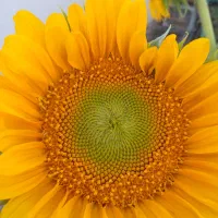 فروش پخل جهت کاه گل در نهبندان