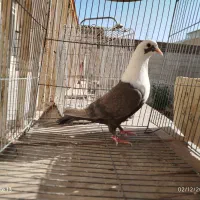 کله سفید ..دم سفید