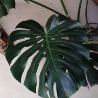 برگ انجیری و سانسوریا ابلق|گل و گیاه طبیعی|هشتگرد, خور|دیوار