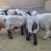 بره و بزغاله نر چاق چاق|حیوانات مزرعه|شهرکرد, |دیوار