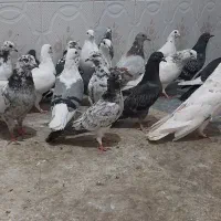 کبوتر جوجه مغلوف|پرنده|قم, نیروگاه|دیوار