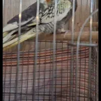 مولد جفت گیری کردن ۲ تا جوجه عروس هلندی