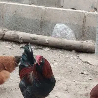 خروس پیلیموت آمریکایی