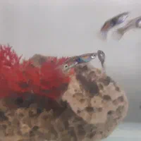 ماهی گوپی|ماهی|شیراز, احمدآباد|دیوار