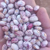 لوبیا چیتی خمین درشت دستچین  خوشت پخت
