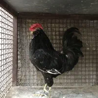 خروس گلین فوول کیفیت