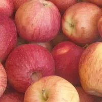 سیب گلابی ارگانیک|خوردنی و آشامیدنی|بابا حیدر, |دیوار