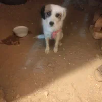 سگ  پاپی پامراشپیتز حرف گوش کن|سگ|مبارکه, |دیوار