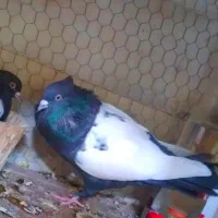 کفتر سره ای