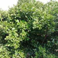 باغ مرکبات ۱۱۰۰ متری در جاده بهنمیر|فروش دفتر صنعتی، کشاورزی، تجاری|کیاکلا, |دیوار