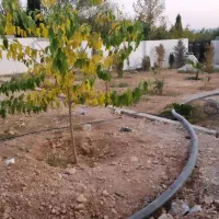 باغچه-باغ-800-متری-با-برق-ساختمان