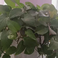 گل وکاکتوس سازگار ۶گلدان یک ملیون ودویست