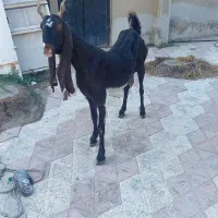 فروش بز کامروی|حیوانات مزرعه|عسلویه, |دیوار