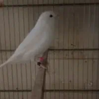 قناری جوجه نر