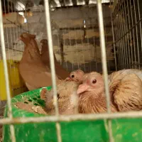 پیش فروش جوجه زرد